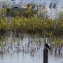 <p align=left>Qui de l'homme ou du pélican sera le premier à pêcher son poisson!